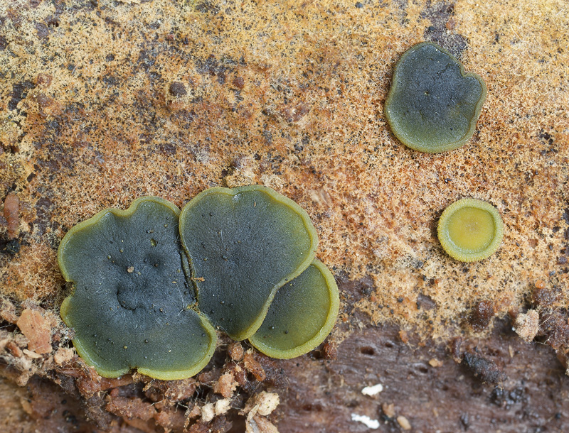 Catinella olivacea